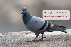 شركة مكافحة الحمام في الشارقة