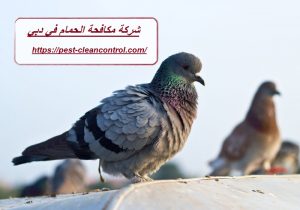 شركة مكافحة الحمام في دبي