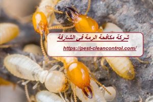شركة مكافحة الرمة في الشارقة