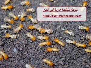 شركة مكافحة الرمة في العين