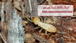 شركة مكافحة الرمة في دبي