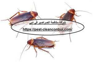 شركة مكافحة الصراصير في دبي