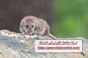 شركة مكافحة الفئران في الشارقة