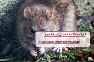شركة مكافحة الفئران في الفجيرة
