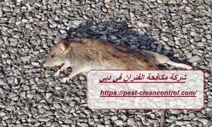 شركة مكافحة الفئران في دبي