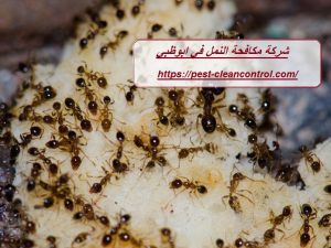 شركة مكافحة النمل في ابوظبي