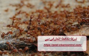 شركة مكافحة النمل في دبي