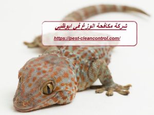 [صورة: %D8%B4%D8%B1%D9%83%D8%A9-%D9%85%D9%83%D8...00x225.jpg]
