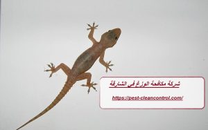 شركة مكافحة الوزغ في الشارقة