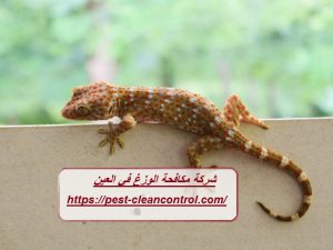 شركة مكافحة الوزغ في العين