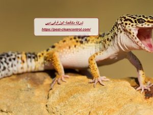 شركة مكافحة الوزغ في دبي