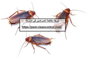 شركة مكافحة الصراصير في الشارقة