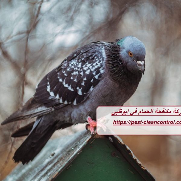 شركة مكافحة الحمام في ابوظبي