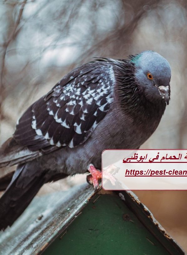 شركة مكافحة الحمام في ابوظبي