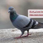 شركة مكافحة الحمام في الشارقة