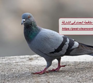 شركة مكافحة الحمام في الشارقة