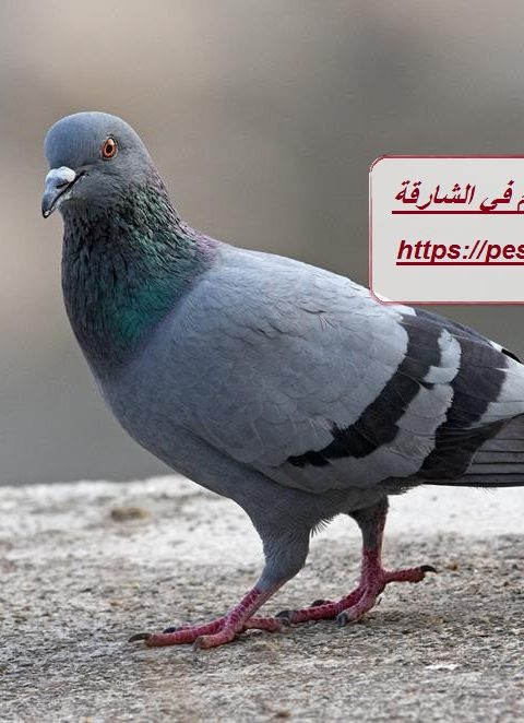 شركة مكافحة الحمام في الشارقة