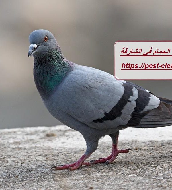 شركة مكافحة الحمام في الشارقة