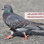 شركة مكافحة الحمام في العين