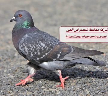 شركة مكافحة الحمام في العين