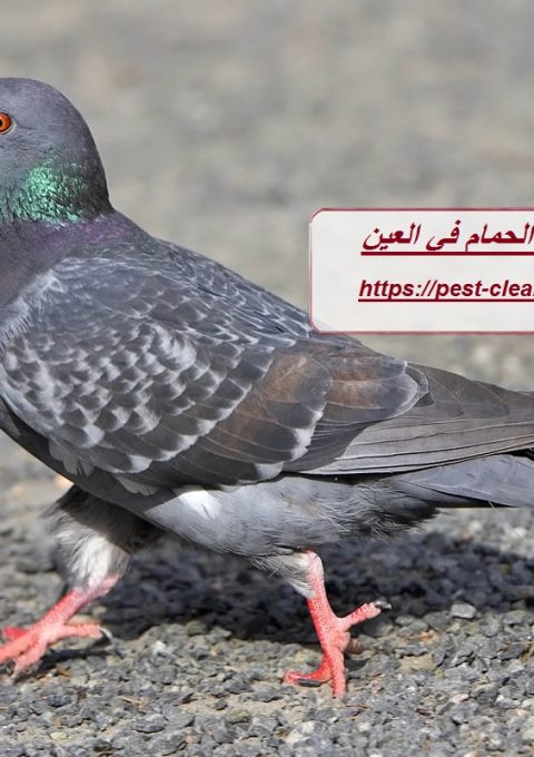 شركة مكافحة الحمام في العين