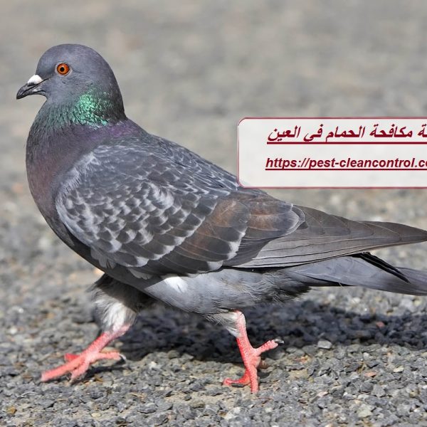 شركة مكافحة الحمام في العين