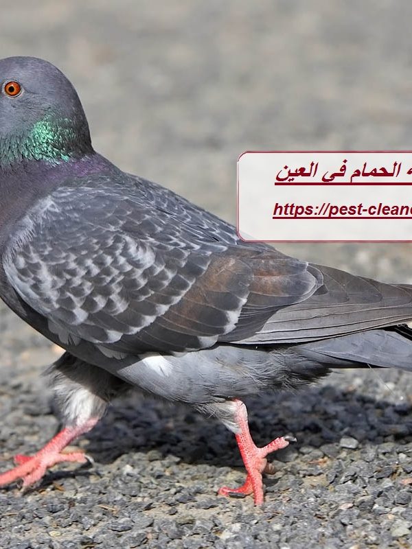 شركة مكافحة الحمام في العين