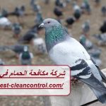 شركة مكافحة الحمام في الفجيرة