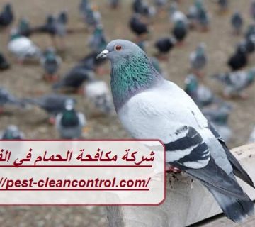 شركة مكافحة الحمام في الفجيرة