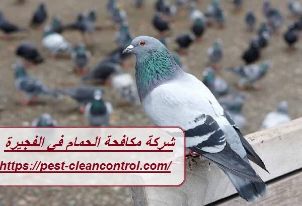 شركة مكافحة الحمام في الفجيرة شركة مكافحة الحمام في الفجيرة
