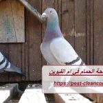 شركة مكافحة الحمام في ام القيوين