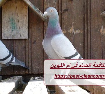 شركة مكافحة الحمام في ام القيوين