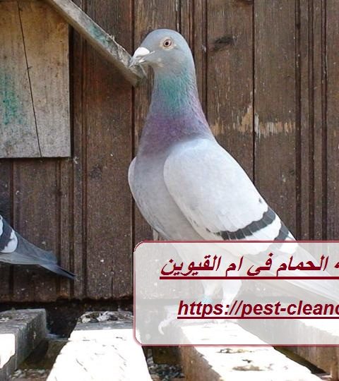 شركة مكافحة الحمام في ام القيوين شركة مكافحة الحمام في ام القيوين