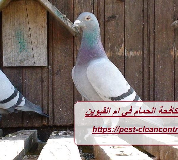شركة مكافحة الحمام في ام القيوين