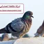شركة مكافحة الحمام في دبي