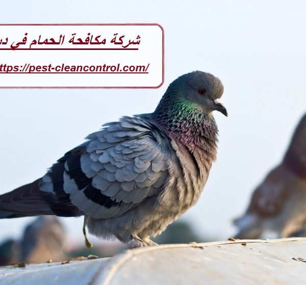 شركة مكافحة الحمام في دبي