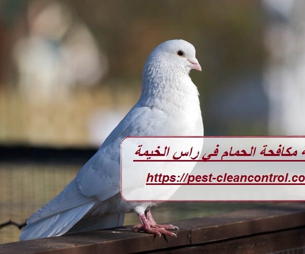شركة مكافحة الحمام في راس الخيمة شركة مكافحة الحمام في راس الخيمة
