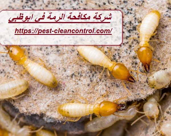 شركة مكافحة الرمة في ابوظبي