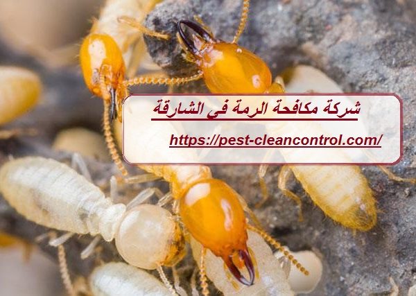 شركة مكافحة الرمة في الشارقة