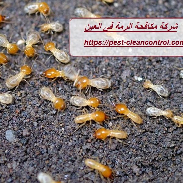 شركة مكافحة الرمة في العين