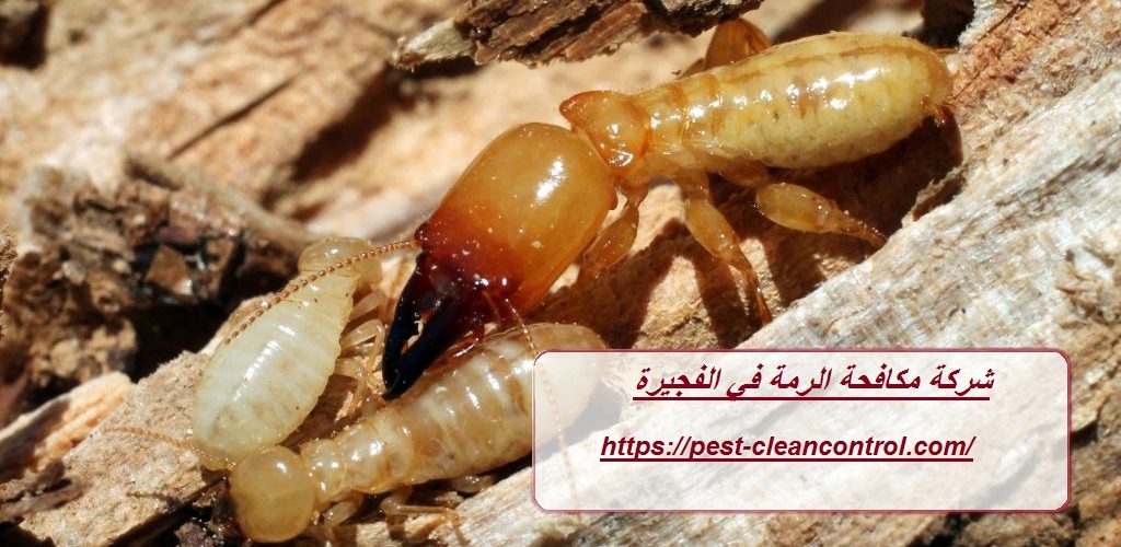 شركة مكافحة الرمة في الفجيرة