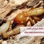 شركة مكافحة الرمة في الفجيرة