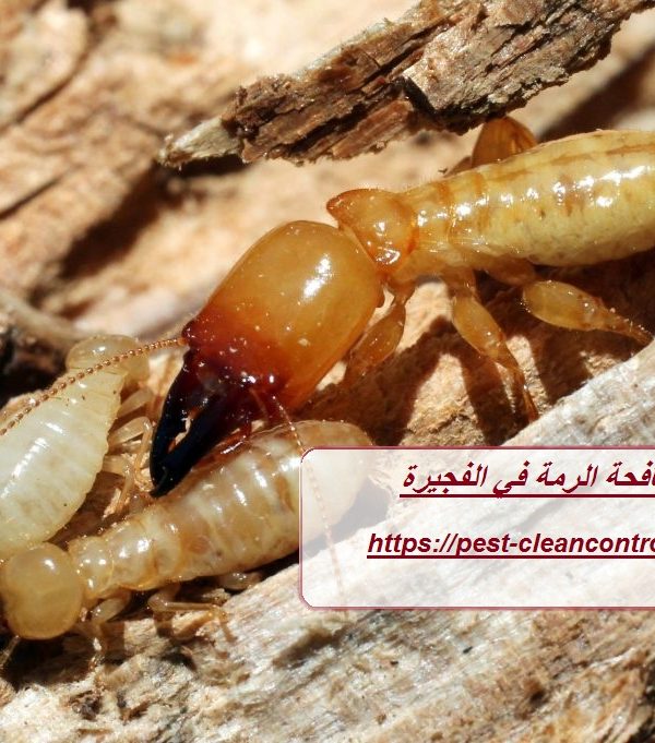 شركة مكافحة الرمة في الفجيرة