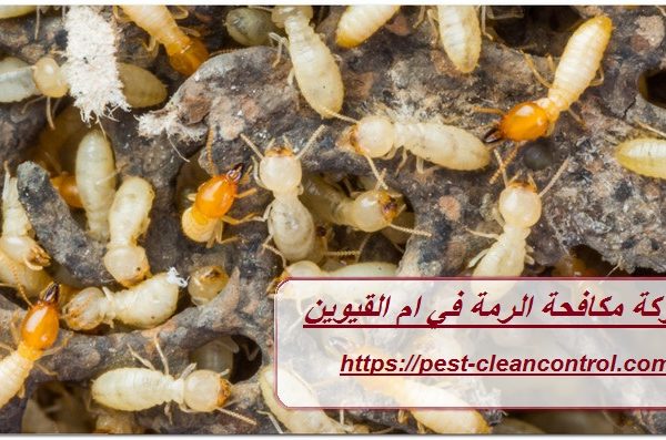 شركة مكافحة الرمة في ام القيوين