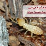 شركة مكافحة الرمة في دبي