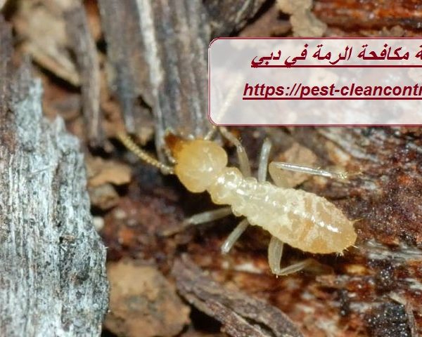 شركة مكافحة الرمة في دبي