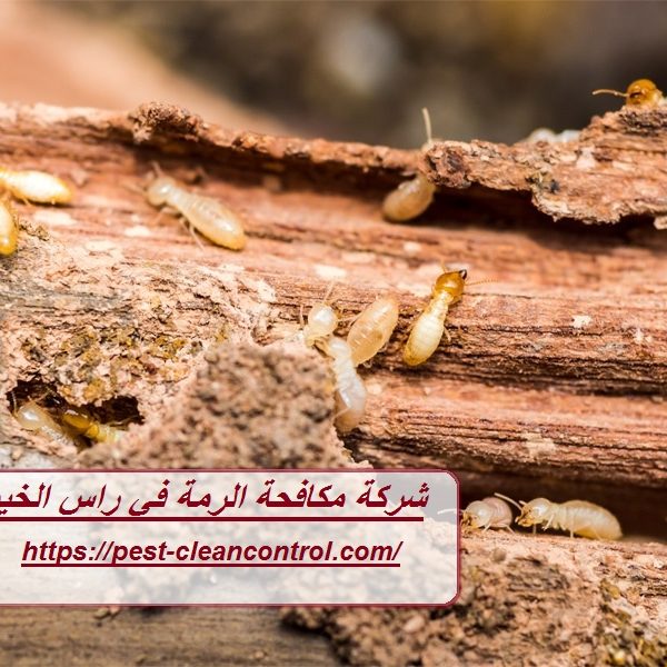 شركة مكافحة الرمة في راس الخيمة