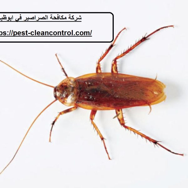 شركة مكافحة الصراصير في ابوظبي