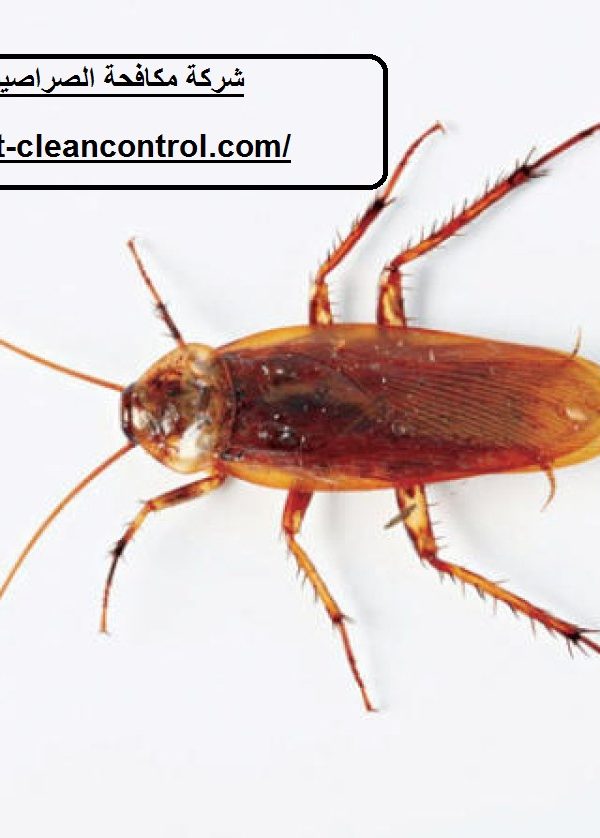 شركة مكافحة الصراصير في ابوظبي