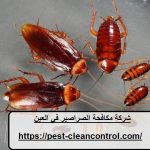 شركة مكافحة الصراصير في العين